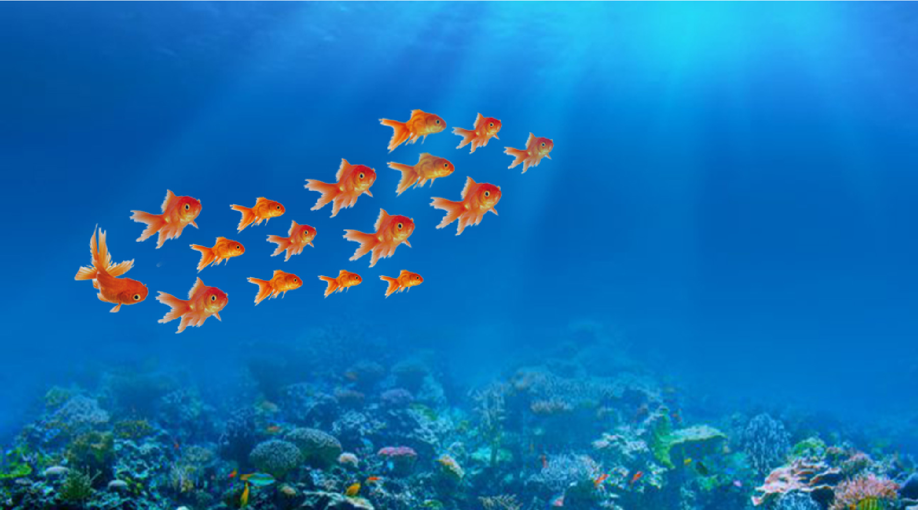 hero goldfish
